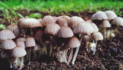 食用菌工程設(shè)計廠家告訴您悶庫的弊端