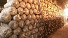 食用菌工廠化接種室設計方案