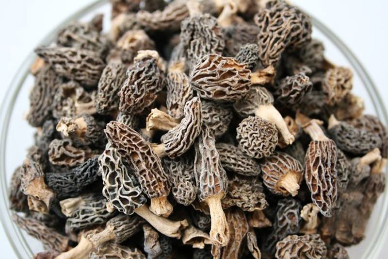 羊肚菌工廠化設(shè)計(jì)的三大優(yōu)勢