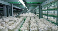 金針菇工廠化設計生產